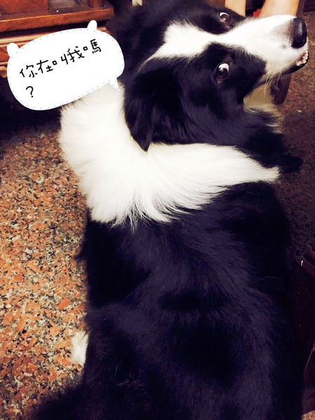 （Life日用品)♥【綠生活福利社】很可愛又超便利，一撕即開的側邊撕口三明治袋