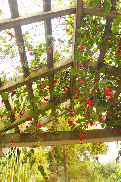 雅虎首頁文(國內旅遊台中)★【薰衣草森林】越來越文青風，來一趟文字探索森林之旅吧！