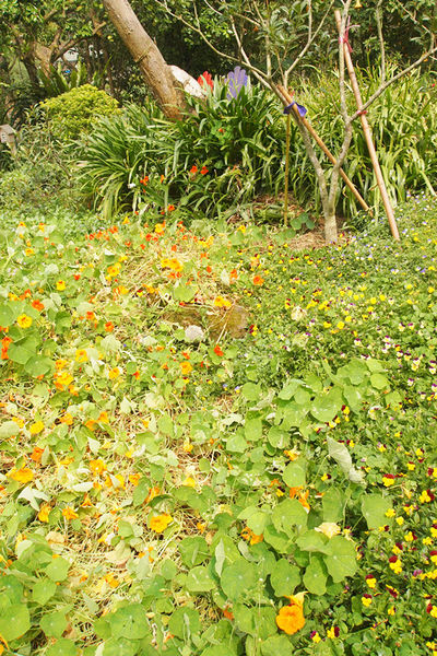雅虎首頁文(國內旅遊台中)★【薰衣草森林】越來越文青風，來一趟文字探索森林之旅吧！