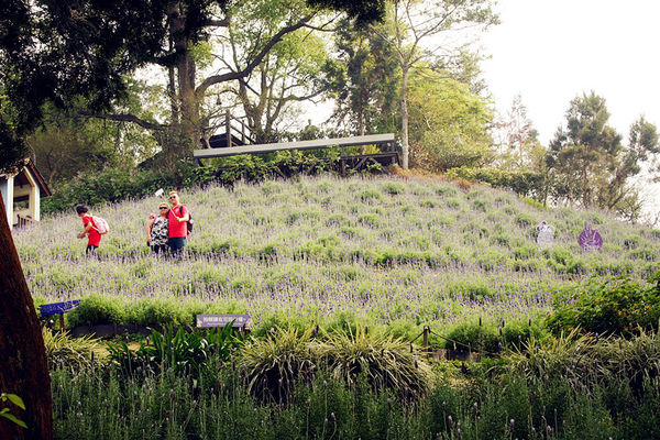 雅虎首頁文(國內旅遊台中)★【薰衣草森林】越來越文青風，來一趟文字探索森林之旅吧！