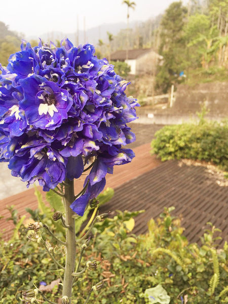 雅虎首頁文(國內旅遊台中)★【薰衣草森林】越來越文青風，來一趟文字探索森林之旅吧！