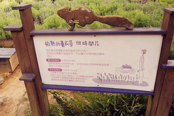 雅虎首頁文(國內旅遊台中)★【薰衣草森林】越來越文青風，來一趟文字探索森林之旅吧！