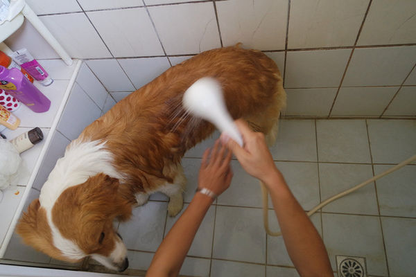 (寵物)毛髮亮柔順蓬鬆滋潤【ArfArf絲光柔馭沙龍級寵物護毛乳】擁有沙龍級感受