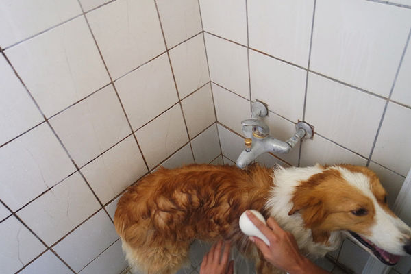 (寵物)毛髮亮柔順蓬鬆滋潤【ArfArf絲光柔馭沙龍級寵物護毛乳】擁有沙龍級感受