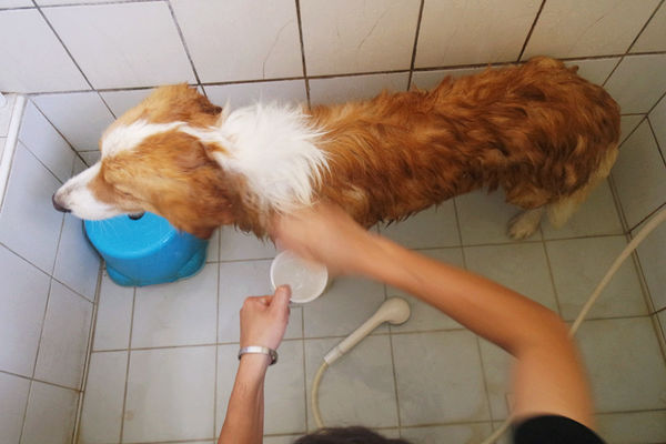 (寵物)毛髮亮柔順蓬鬆滋潤【ArfArf絲光柔馭沙龍級寵物護毛乳】擁有沙龍級感受