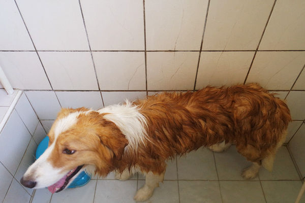 (寵物)毛髮亮柔順蓬鬆滋潤【ArfArf絲光柔馭沙龍級寵物護毛乳】擁有沙龍級感受