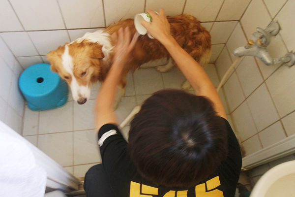 (寵物)毛髮亮柔順蓬鬆滋潤【ArfArf絲光柔馭沙龍級寵物護毛乳】擁有沙龍級感受