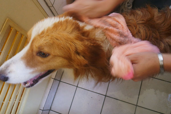 (寵物)毛髮亮柔順蓬鬆滋潤【ArfArf絲光柔馭沙龍級寵物護毛乳】擁有沙龍級感受