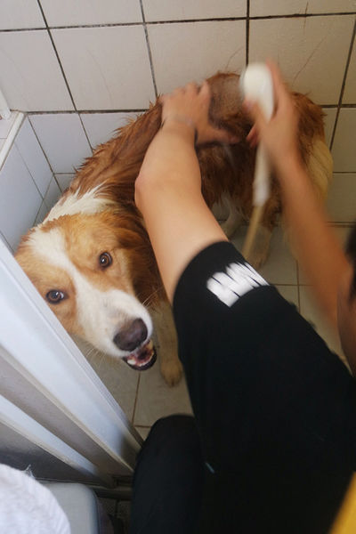 (寵物)毛髮亮柔順蓬鬆滋潤【ArfArf絲光柔馭沙龍級寵物護毛乳】擁有沙龍級感受