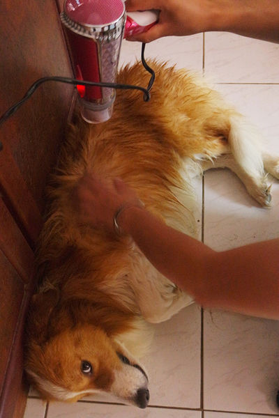 (寵物)毛髮亮柔順蓬鬆滋潤【ArfArf絲光柔馭沙龍級寵物護毛乳】擁有沙龍級感受