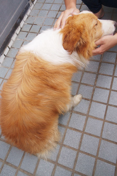 (寵物)毛髮亮柔順蓬鬆滋潤【ArfArf絲光柔馭沙龍級寵物護毛乳】擁有沙龍級感受