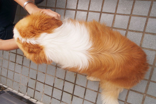 (寵物)毛髮亮柔順蓬鬆滋潤【ArfArf絲光柔馭沙龍級寵物護毛乳】擁有沙龍級感受