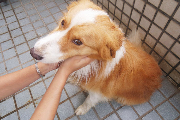 (寵物)毛髮亮柔順蓬鬆滋潤【ArfArf絲光柔馭沙龍級寵物護毛乳】擁有沙龍級感受