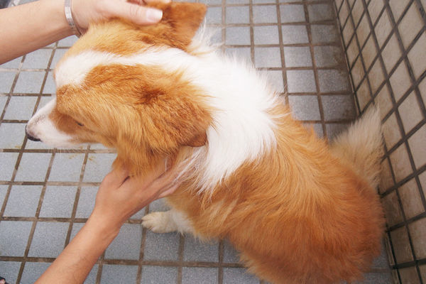 (寵物)毛髮亮柔順蓬鬆滋潤【ArfArf絲光柔馭沙龍級寵物護毛乳】擁有沙龍級感受