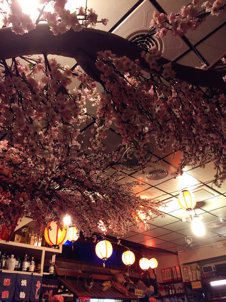 雅虎首頁文（FoOd新北)♥〔八條壽司〕在充滿日本氛圍的櫻花林裡享用美味平價日式餐點