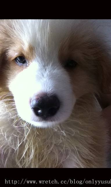 ♡(寵物)看圖說故事－雖然是短暫的時光 意外發現周杰倫2012