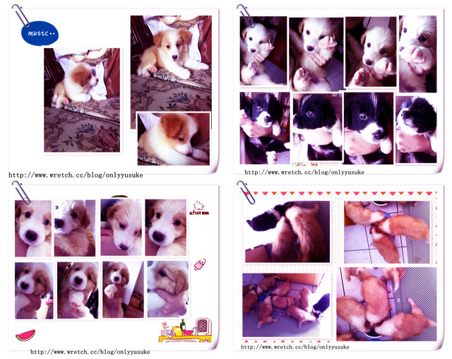 ♡(寵物)看圖說故事－雖然是短暫的時光 意外發現周杰倫2012