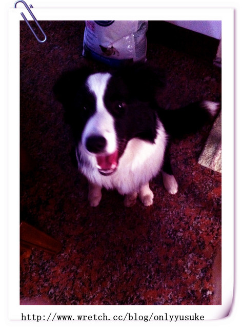 ♡(寵物)看圖說故事－雖然是短暫的時光 意外發現周杰倫2012