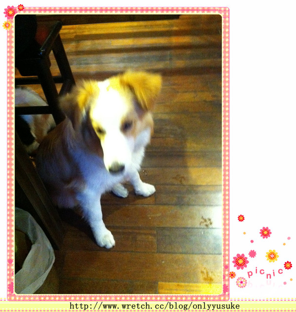 ♡(寵物)看圖說故事－雖然是短暫的時光 意外發現周杰倫2012