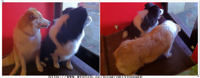 ♡(寵物)看圖說故事－雖然是短暫的時光 意外發現周杰倫2012