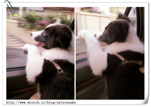 ♡(寵物)看圖說故事－雖然是短暫的時光 意外發現周杰倫2012