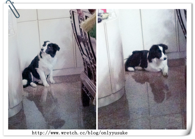 ♡(寵物)看圖說故事－雖然是短暫的時光 意外發現周杰倫2012