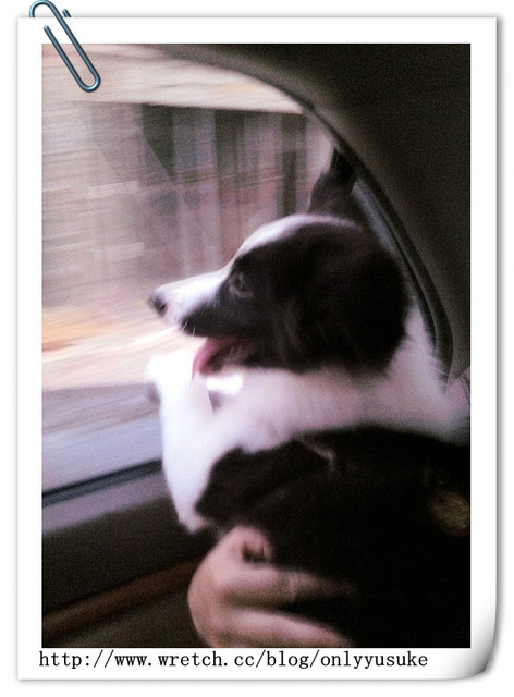 ♡(寵物)看圖說故事－雖然是短暫的時光 意外發現周杰倫2012