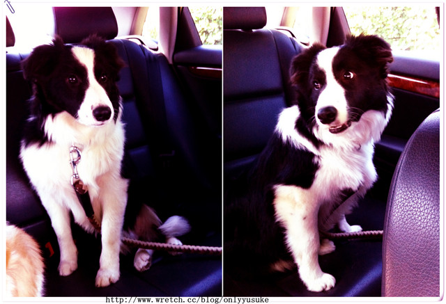 ♡(寵物)看圖說故事－雖然是短暫的時光 意外發現周杰倫2012