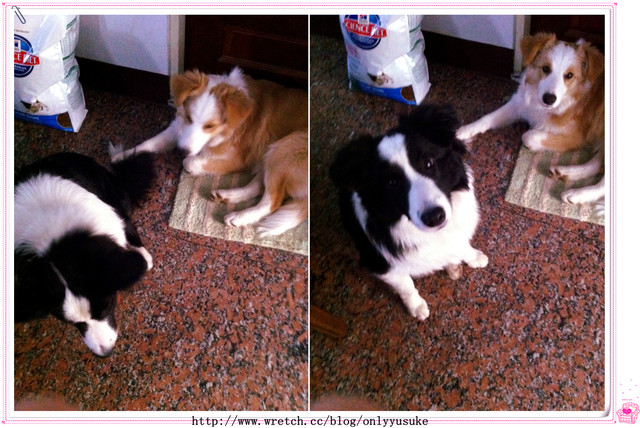 ♡(寵物)看圖說故事－雖然是短暫的時光 意外發現周杰倫2012