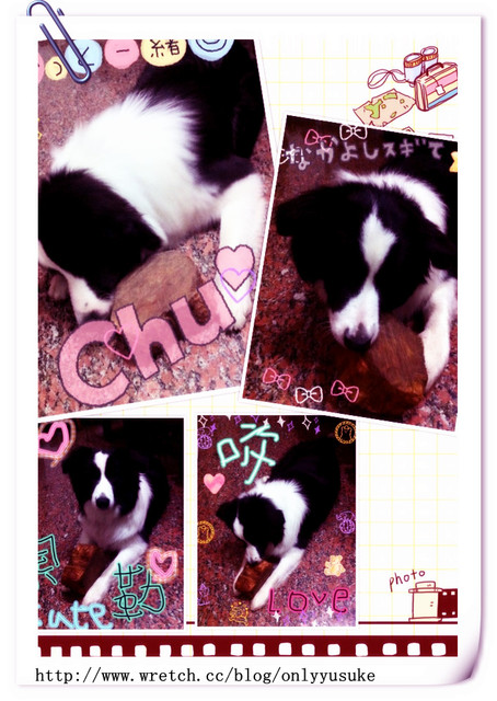 ♡(寵物)看圖說故事－雖然是短暫的時光 意外發現周杰倫2012