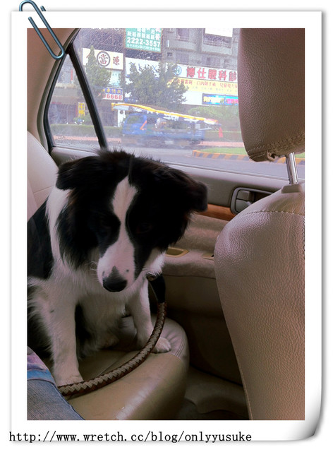 ♡(寵物)看圖說故事－雖然是短暫的時光 意外發現周杰倫2012