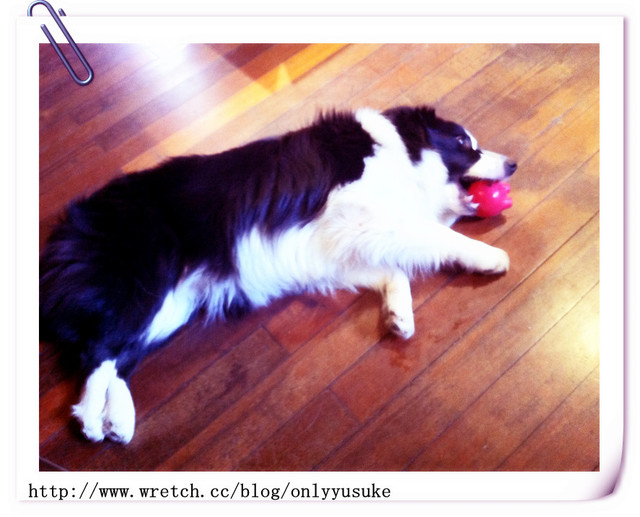 ♡(寵物)看圖說故事－雖然是短暫的時光 意外發現周杰倫2012