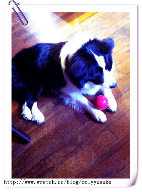 ♡(寵物)看圖說故事－雖然是短暫的時光 意外發現周杰倫2012