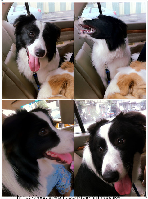 ♡(寵物)看圖說故事－雖然是短暫的時光 意外發現周杰倫2012