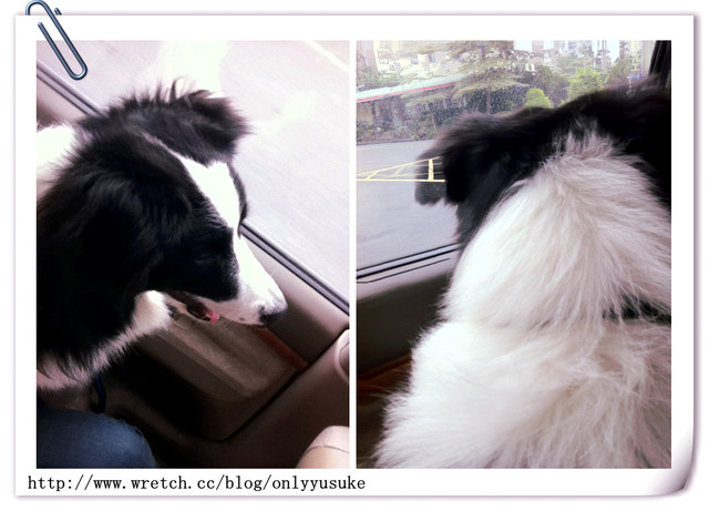 ♡(寵物)看圖說故事－雖然是短暫的時光 意外發現周杰倫2012