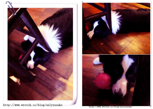 ♡(寵物)看圖說故事－雖然是短暫的時光 意外發現周杰倫2012