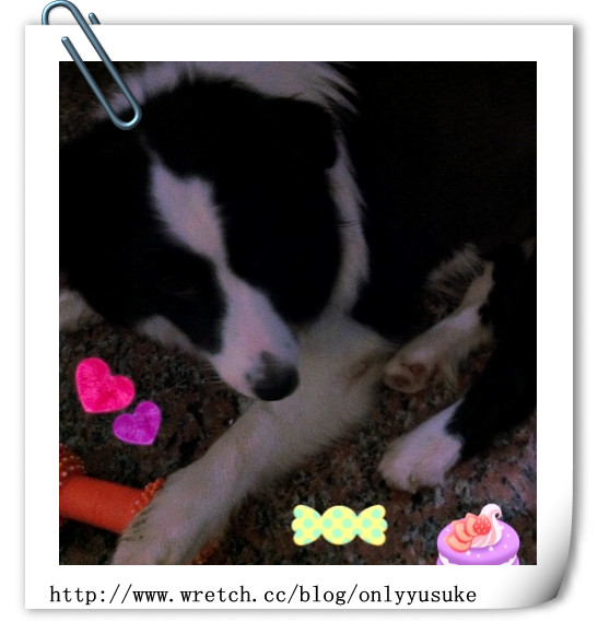 ♡(寵物)看圖說故事－雖然是短暫的時光 意外發現周杰倫2012