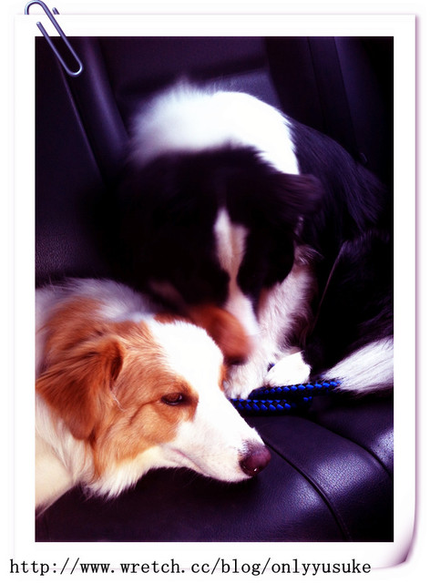 ♡(寵物)看圖說故事－雖然是短暫的時光 意外發現周杰倫2012