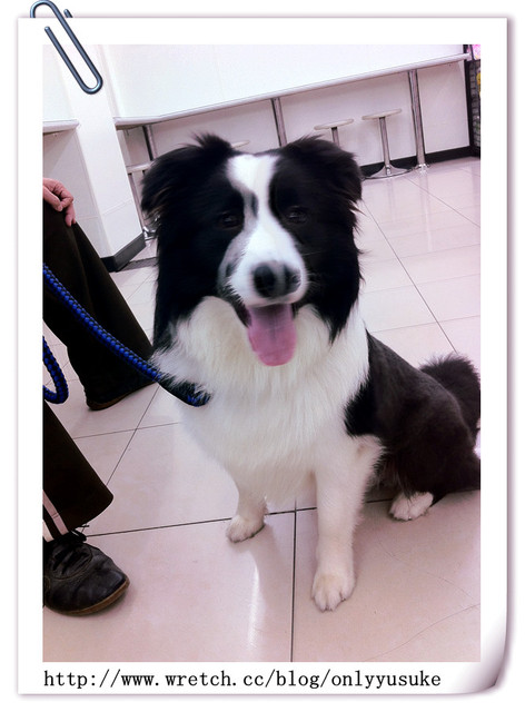 ♡(寵物)看圖說故事－雖然是短暫的時光 意外發現周杰倫2012