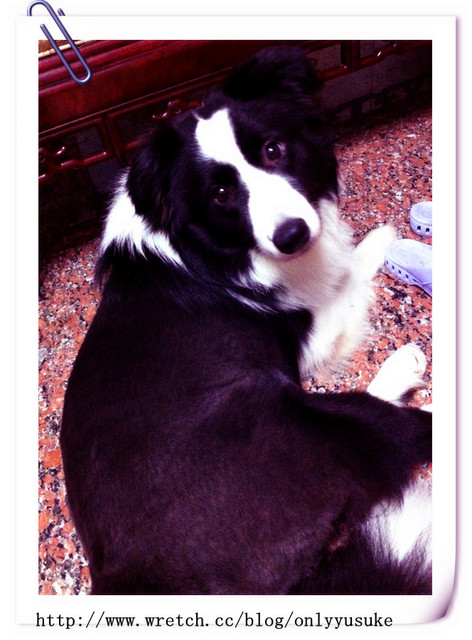 ♡(寵物)看圖說故事－雖然是短暫的時光 意外發現周杰倫2012