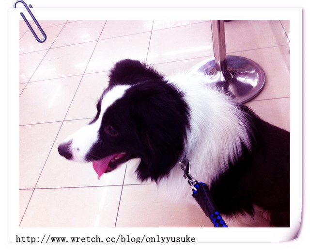 ♡(寵物)看圖說故事－雖然是短暫的時光 意外發現周杰倫2012