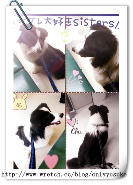 ♡(寵物)看圖說故事－雖然是短暫的時光 意外發現周杰倫2012