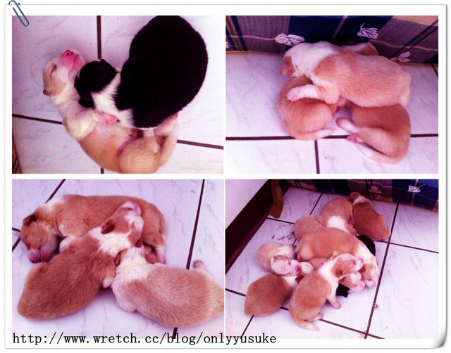 ♡(寵物)看圖說故事－雖然是短暫的時光 意外發現周杰倫2012