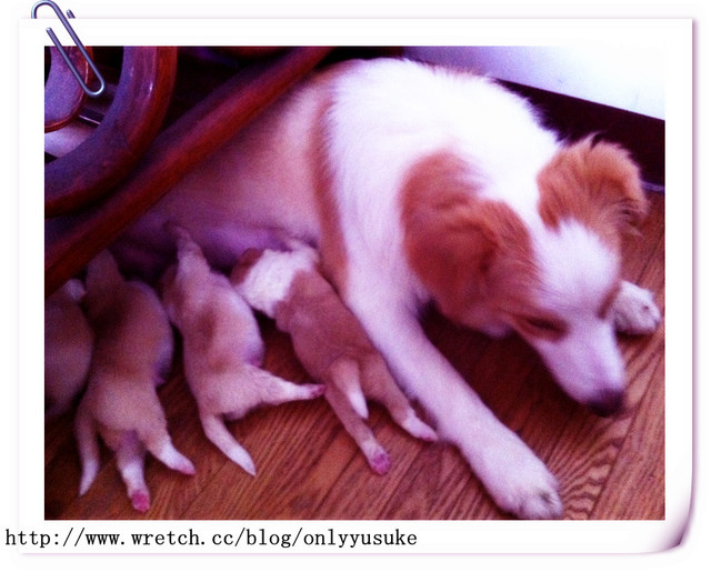 ♡(寵物)看圖說故事－雖然是短暫的時光 意外發現周杰倫2012