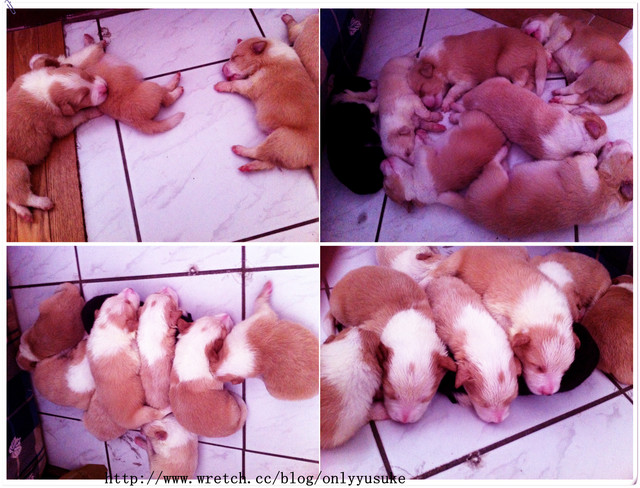 ♡(寵物)看圖說故事－雖然是短暫的時光 意外發現周杰倫2012