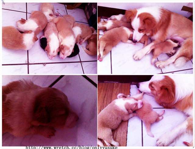 ♡(寵物)看圖說故事－雖然是短暫的時光 意外發現周杰倫2012