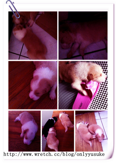 ♡(寵物)看圖說故事－雖然是短暫的時光 意外發現周杰倫2012