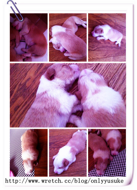 ♡(寵物)看圖說故事－雖然是短暫的時光 意外發現周杰倫2012