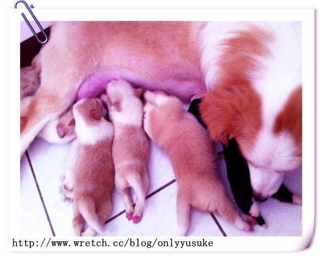 ♡(寵物)看圖說故事－雖然是短暫的時光 意外發現周杰倫2012