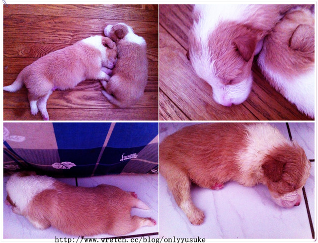 ♡(寵物)看圖說故事－雖然是短暫的時光 意外發現周杰倫2012